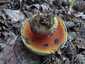 Sátántinóru (Rubroboletus satanas), Budai-hegység